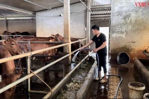 Vững bước đi lên từ nuôi bò hữu cơ ở HTX Đạt Thắng