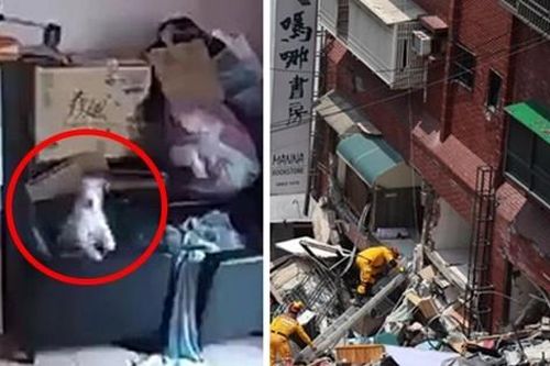 Video chú chó cảm nhận được động đất ở Đài Loan từ trước khi thảm họa xảy ra