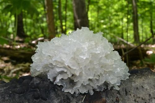 Ký sinh mọc trên gỗ mục được ví như 'tổ yến' là một vị thuốc quý