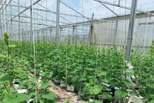Nông nghiệp ứng dụng công nghệ cao: Chưa 'hút' được nhiều doanh nghiệp, vì sao?