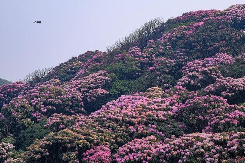 Ngẩn ngơ, lạc lối ở 'vương quốc' hoa Đỗ quyên