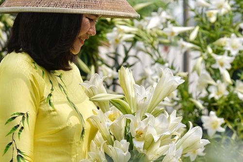 Hà Nội: Chị em xúng xính chụp ảnh cùng hàng nghìn bông hoa loa kèn