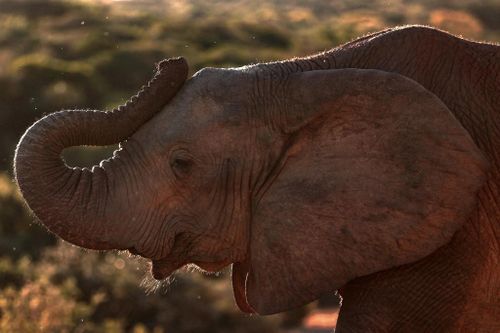Botswana dọa gửi 20.000 con voi đến Đức