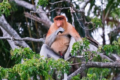 Tôi đi xem loài khỉ mũi dài nhất thế giới ở Malaysia