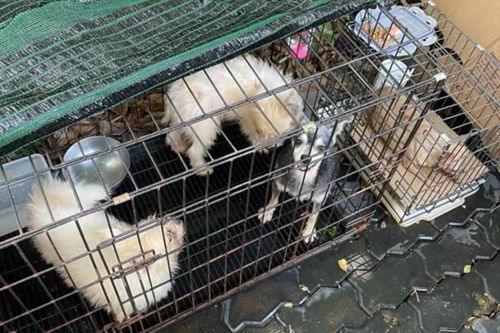 Vụ bị 'đuổi' vì nuôi 19 chú chó, BQL chung cư ở TP.HCM lên tiếng