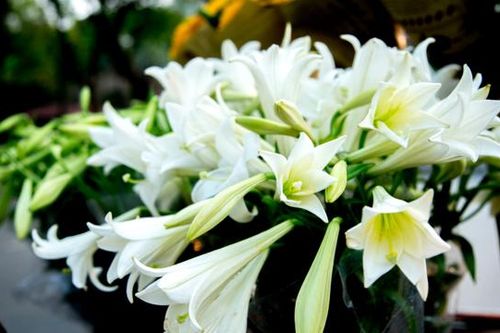 Hoa loa kèn trắng tinh khôi gọi tháng Tư về