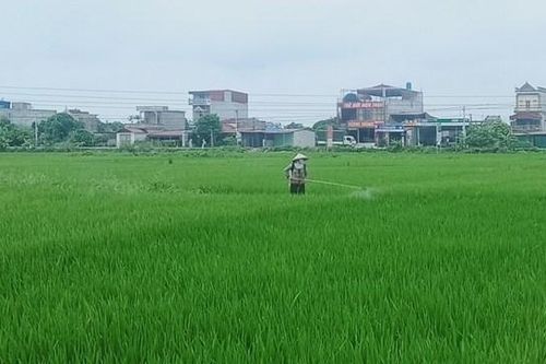 Thái Bình: phòng trừ sâu bệnh hại cây trồng vụ Xuân kịp thời, hiệu quả