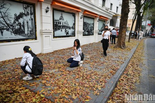 'Con đường lá vàng' tuyệt đẹp bên ngoài tòa soạn Báo Nhân Dân