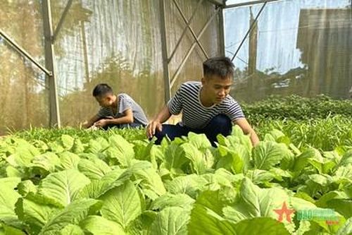 Bộ đội Hậu cần làm theo lời Bác Hồ dạy: Sỏi đá... hóa rau xanh