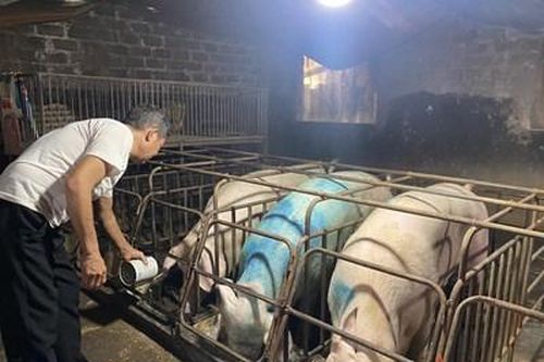 Di dời cơ sở chăn nuôi: Cần gỡ khó từ đâu?