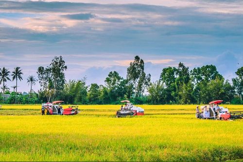 Phổ biến Sổ tay hướng dẫn kỹ thuật sản xuất lúa chất lượng cao và phát thải thấp vùng ĐBSCL