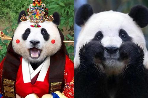 Điều đặc biệt về gấu trúc Fubao khiến nghìn người Hàn Quốc khóc ròng