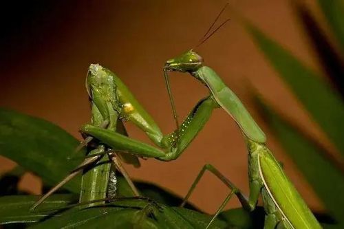 Rùng mình top động vật máu lạnh 'xơi tái' bạn tình sau khi 'yêu'