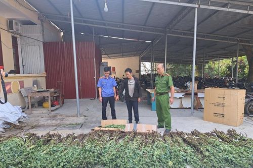 Đang cạo nhựa cây anh túc thì bị công an bắt