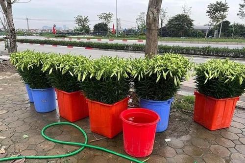 Hoa loa kèn đầu mùa xuống phố hút tín đồ yêu hoa tại Hà Nội
