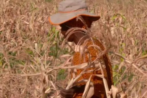 Zimbabwe tuyên bố thảm họa quốc gia do hạn hán El Nino