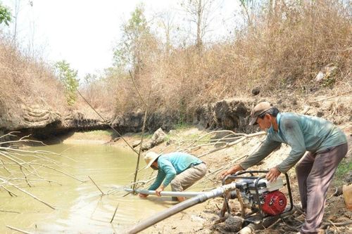 Cục Trồng trọt (Bộ NN&PTNT) hướng dẫn giải pháp ứng phó hạn mặn, nắng nóng