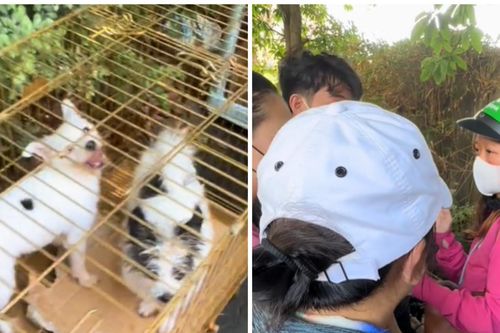 Cô gái bị đuổi khỏi chung cư vì nuôi 19 con chó: 'Tôi không làm gì sai'