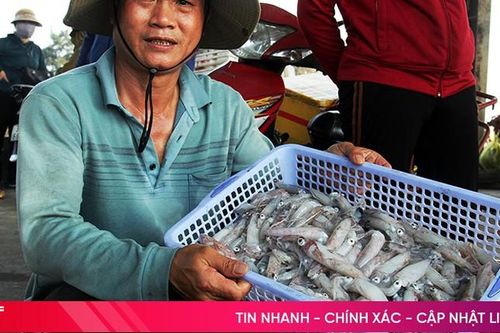 'Trúng đậm' mực đầu mùa, ngư dân Nghi Xuân tích cực bám biển