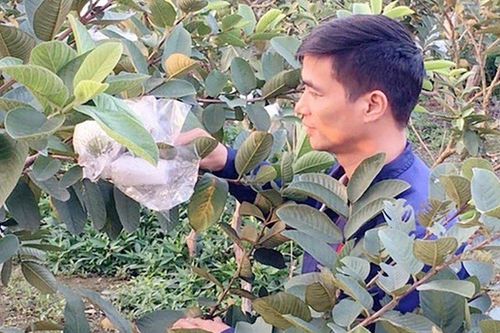 Cuộc sống của anh nông dân trồng ổi thành 'ngôi sao sáng' sau một đêm giờ ra sao?