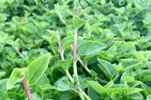 Loại rau dại xưa nhổ vứt đi nay thành đặc sản nhiều người ưa chuộng, giá 120.000 đồng/kg