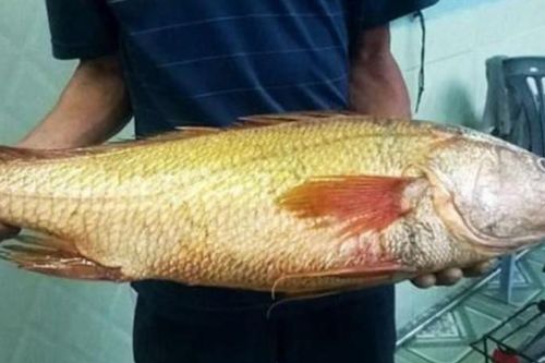 Loài cá được coi là 'báu vật', nằm trong top 5 loài cá đắt nhất thế giới, có con giá hơn 10 tỷ vẫn được đại gia săn đón