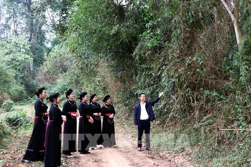 Phát triển lâm nghiệp bền vững – Bài cuối: Gắn với xây dựng nông thôn mới