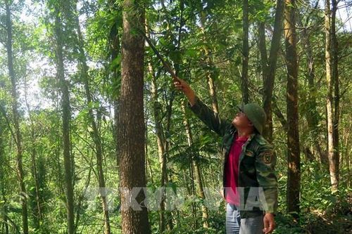 Phát triển lâm nghiệp bền vững - Bài 2: Nâng cao chất lượng gỗ rừng trồng