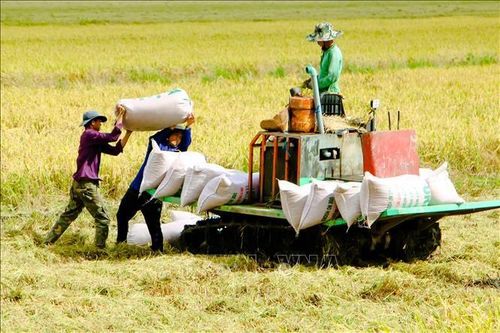 Hợp tác công tư triển khai Đề án 1 triệu ha chuyên canh lúa chất lượng cao