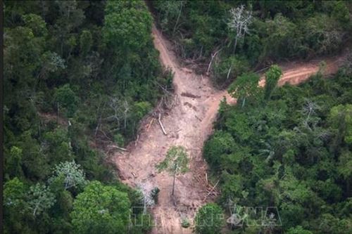 Thế giới mất đi diện tích rừng gần bằng nước Bhutan trong năm 2023