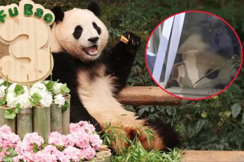 'Đỉnh lưu' Fubao về nước: Netizen tranh cãi việc nhân viên sờ vào Fubao khiến em giật mình