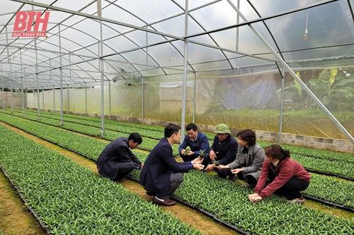 Kỳ vọng từ giống dứa nuôi cấy mô mang lại hiệu quả kinh tế cao
