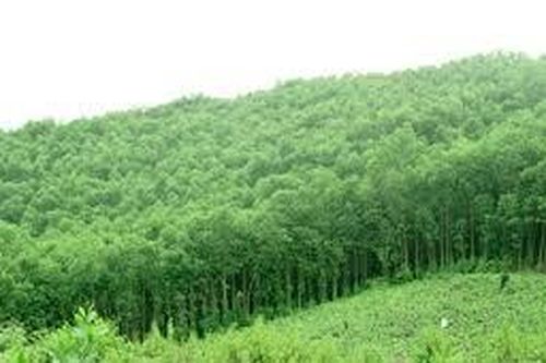 Tỷ lệ che phủ rừng ở tỉnh Khánh Hòa đạt 45,58%