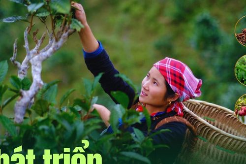Phát triển sản xuất nông nghiệp hữu cơ bền vững