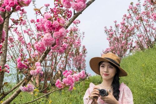 Ngắm hoa anh đào rực rỡ tại Sa Pa