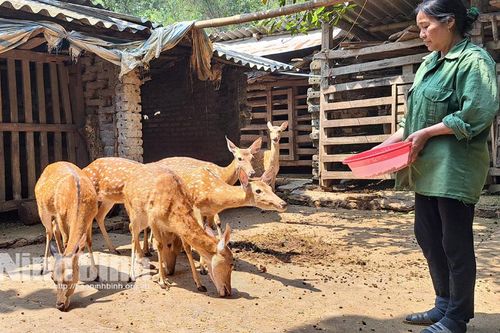 Kỳ Phú: Nhân rộng mô hình nuôi hươu lấy nhung
