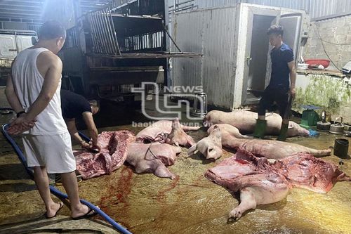 TP. Phổ Yên: Tiêu hủy 1,7 tấn thịt lợn và sản phẩm từ lợn không rõ nguồn gốc