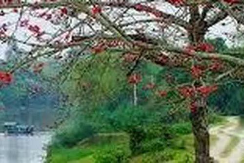 Chùm thơ của Minh Vũ