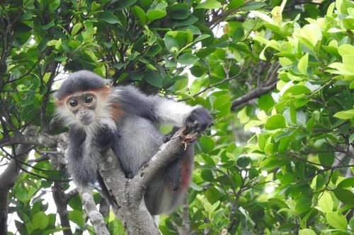 Vườn Quốc gia Vũ Quang: Hệ sinh thái động vật, thực vật vô cùng đa dạng và phong phú