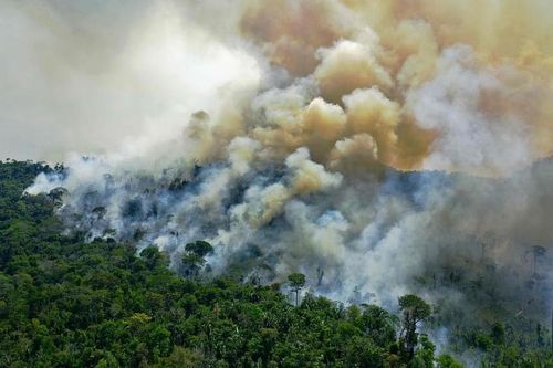 Năm 2023 thế giới mất đi diện tích rừng rộng bằng nước Bhutan