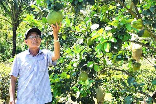 Thủ phủ cây ăn quả tỉnh Bình Định hướng tới nông nghiệp 'xanh - sạch - giàu'