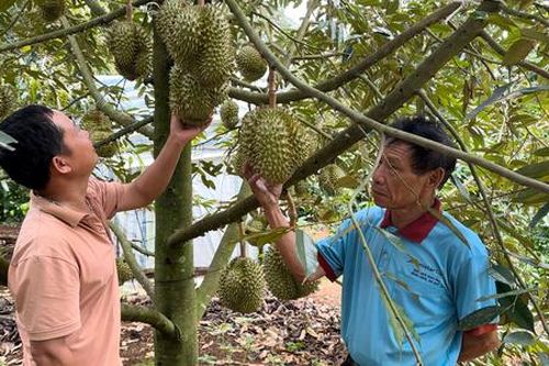 Đồng hành cùng HTX phát triển bền vững vùng nguyên liệu phục vụ xuất khẩu