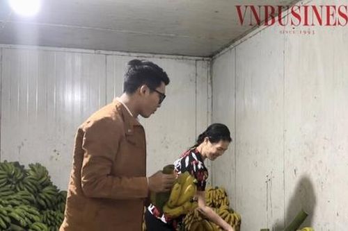 Chuối Vân Nam thêm ngọt nhờ ứng dụng công nghệ hiện đại