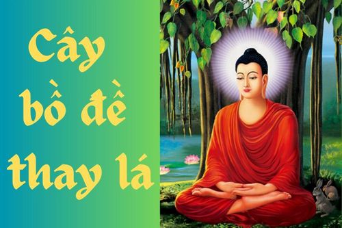 Cây bồ đề thay lá
