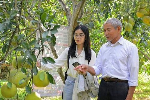 Xuất khẩu trái cây: Nâng chất lượng gắn với xây dựng thương hiệu
