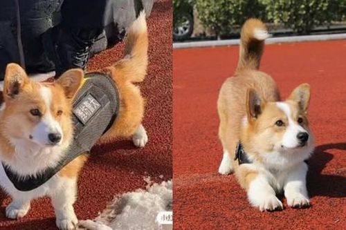 Chú chó Corgi gây bão mạng xứ Trung vì vẻ ngoài đáng yêu và năng khiếu độc lạ
