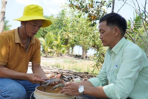 Kiên Giang: 500ha tôm, cua chết do hạn mặn tăng cao