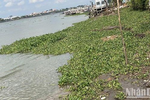 Vĩnh Long cảnh báo sụt lún 100m bờ sông Cổ Chiên