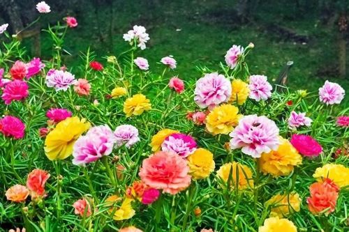 5 loại chậu hoa cây cảnh dễ trồng nở hoa quanh năm