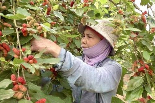 Nông dân Hà Nội tất bật vào vụ thu hoạch dâu tằm